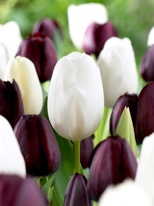 Collection Tulipe Zebra Bulbes de tulipes noires et blanches