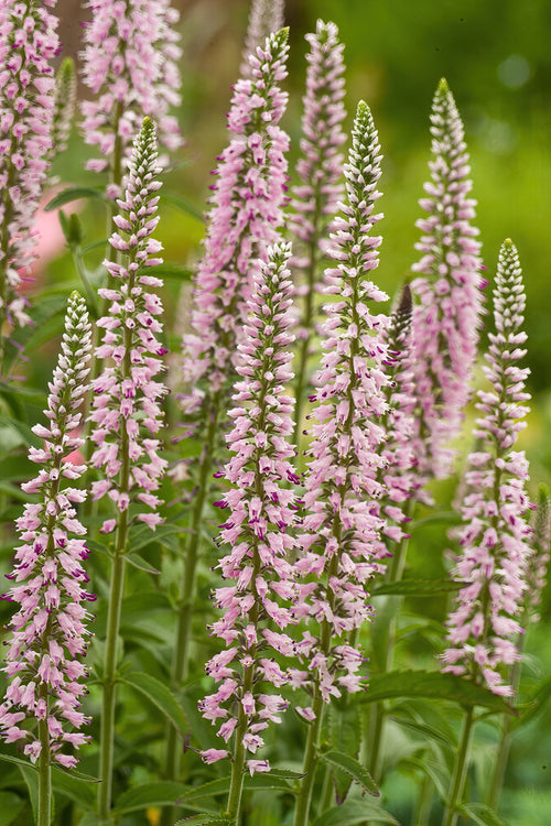 Véronique à feuilles longues, Veronica longifolia