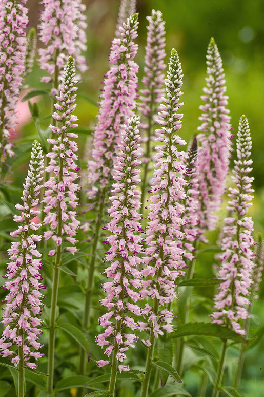 Véronique à feuilles longues, Veronica longifolia