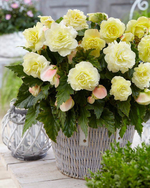 Bégonia Wummi Creme Bulbes à fleurs