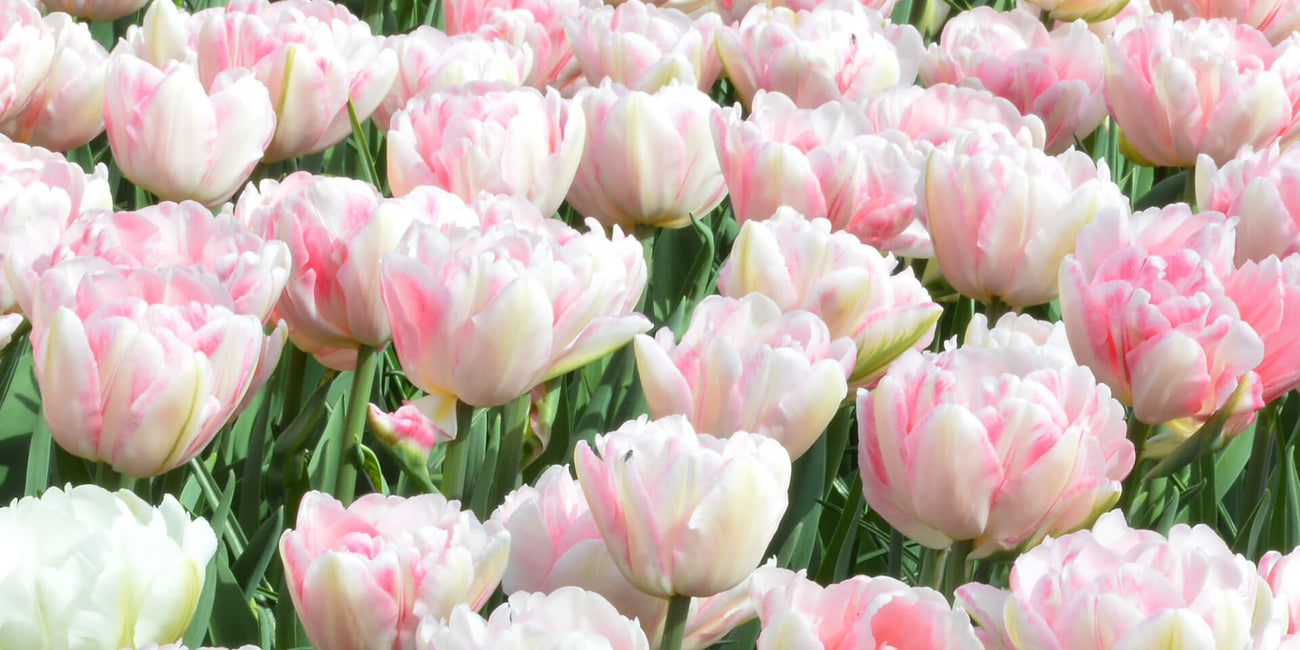 Tradition de 1882Quatre générations de bulbes à fleurs hollandais de toute première qualité Tradition de 1882Quatre générations de bulbes à fleurs hollandais de toute première qualité