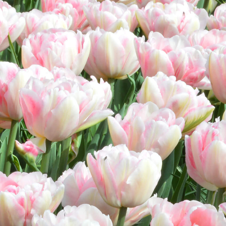 Tradition de 1882Quatre générations de bulbes à fleurs hollandais de toute première qualité Tradition de 1882Quatre générations de bulbes à fleurs hollandais de toute première qualité