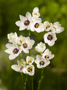 Ixia Blanc