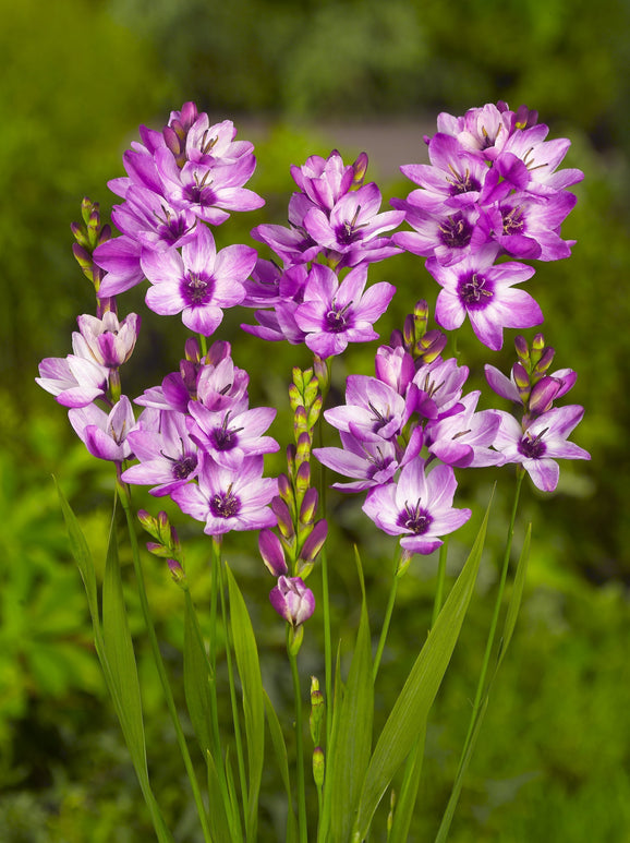Ixia mauve, Lis des blés mauve