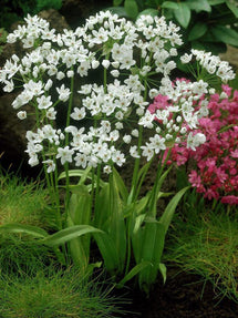 Allium Cowanii