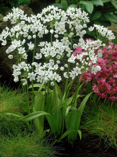 Allium Cowanii