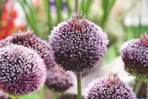 Allium Forelock Acheter des bulbes d'Allium (Ail d'ornement)