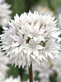 Allium Graceful Beauty