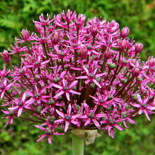 Acheter Allium Miami