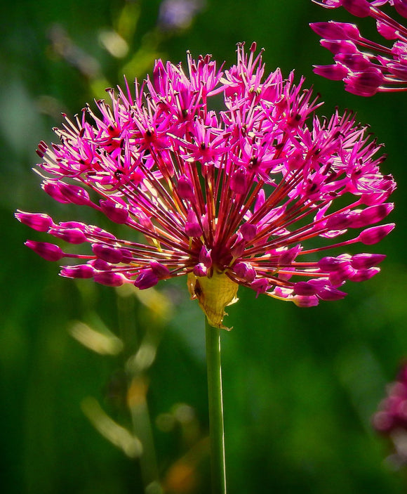 Oignon ornemental Miami rouge violacé Allium