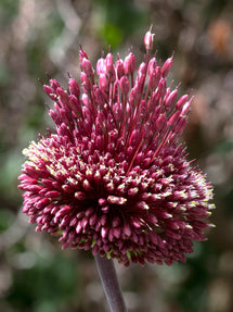 Allium Red Mohican