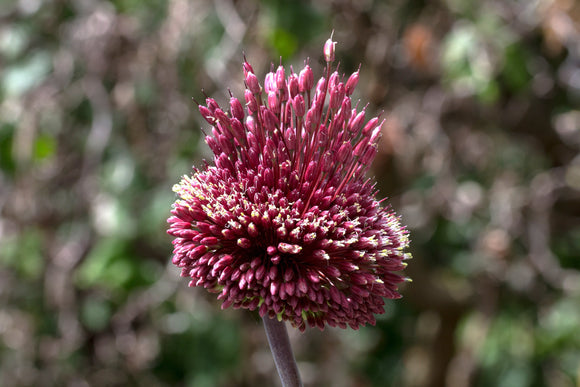 Achat Allium Amethystinum Red Mohican