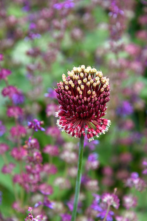 Ail d'ornement - Allium amethystinus Red Mohican