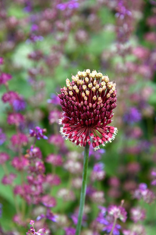 Ail d'ornement - Allium amethystinus Red Mohican