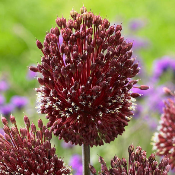 Acheter Allium Amethystinum Red Mohican en ligne
