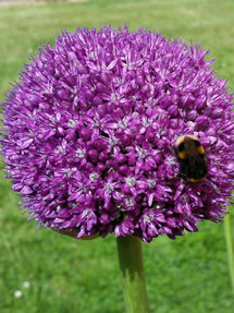 Allium Ambassador
