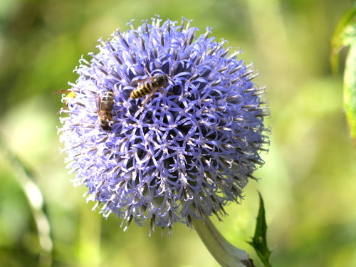 Achetez des bulbes d’allium Azureum France
