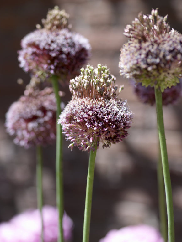 Allium Forelock - acheter L’allium bulbes