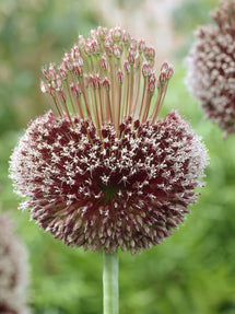 Allium Forelock