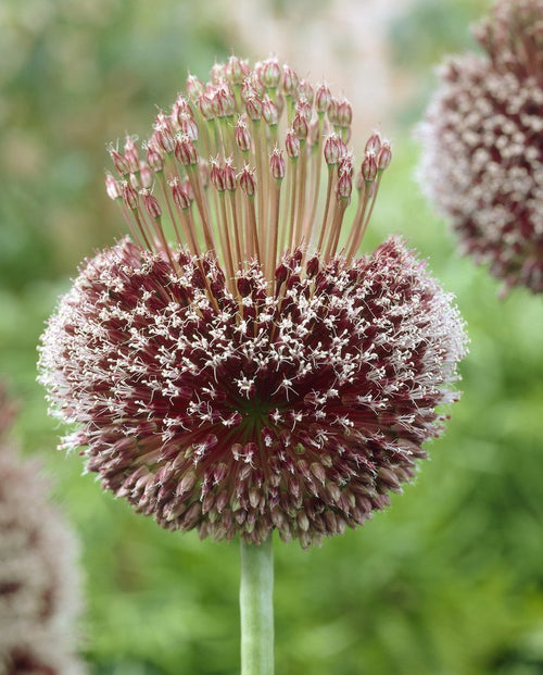 acheter L’allium bulbes