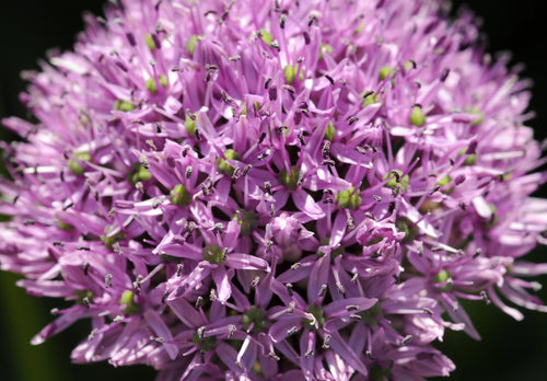 Allium Gladiator Bulbs