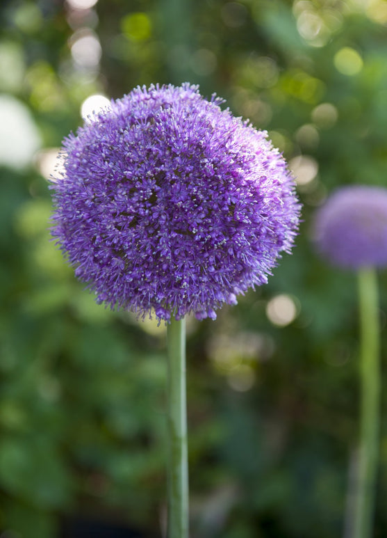 Allium Gladiator Bulbs from Holland
