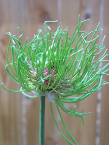 Allium Hair