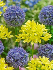 Allium Moly et Allium Azureum Mélange
