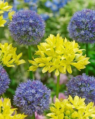 Allium Moly et Allium Azureum - Mélange de bulbes d'allium bleu et jaune