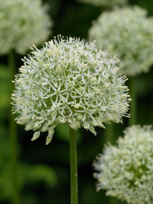 Allium Mount Everest