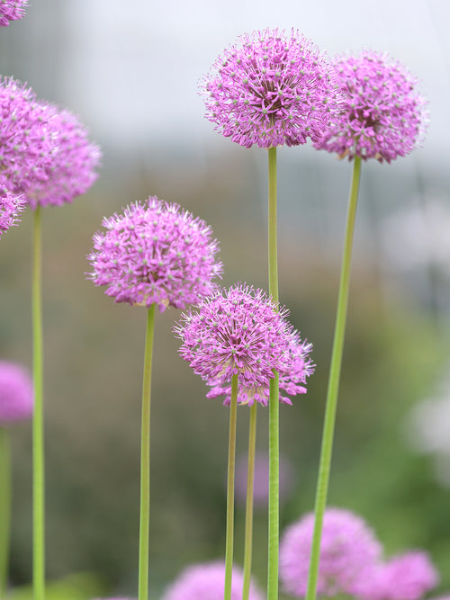 Acheter Allium Pink Sensation