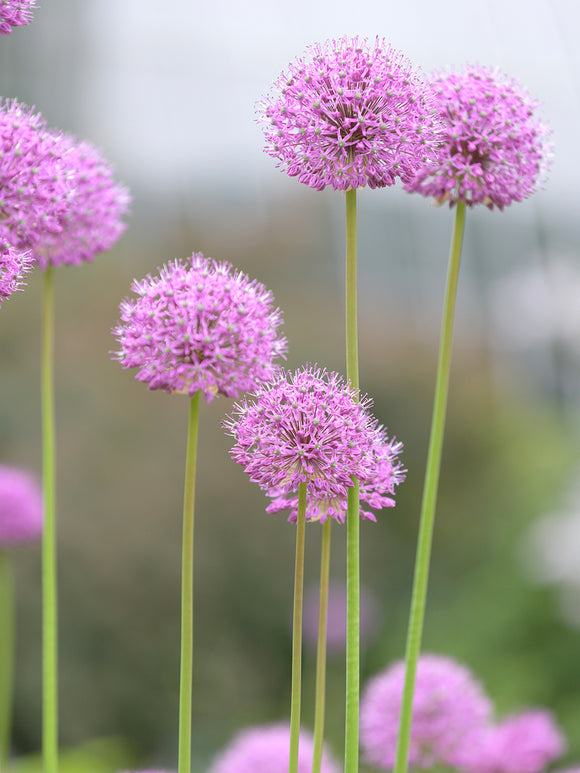 Acheter Allium Pink Sensation