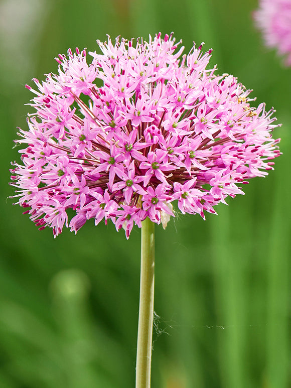 Acheter Allium Pink Sensation