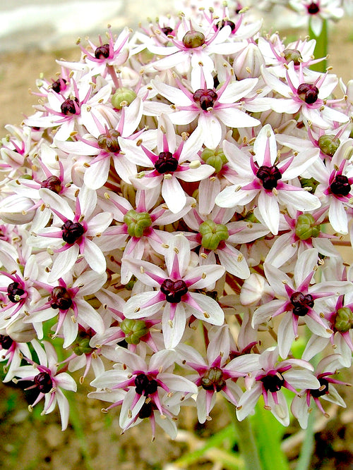 Acheter Allium Red Eye - DutchGrown