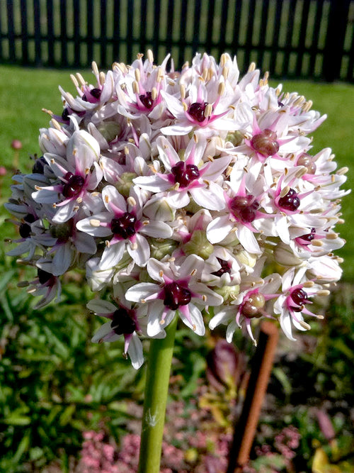 Acheter Allium Red Eye