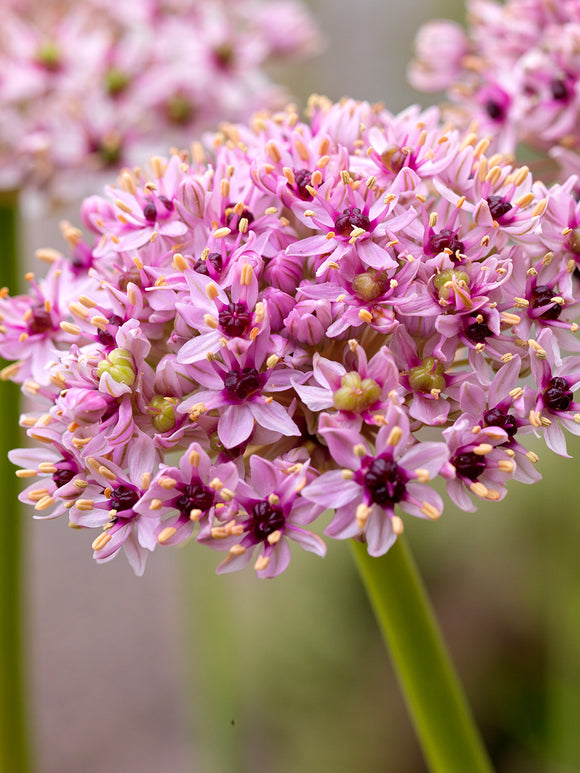 Acheter Allium Red Eye