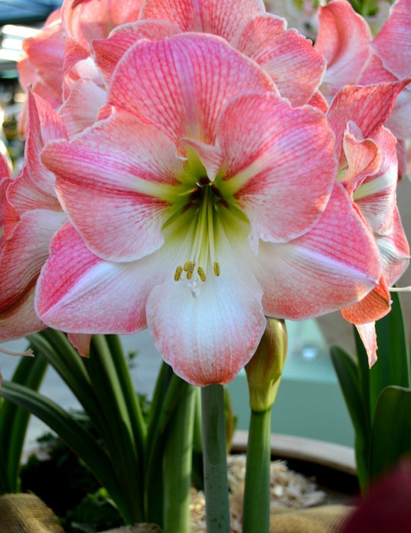 Acheter Bulbes d'Amaryllis 'Apple Blossom'