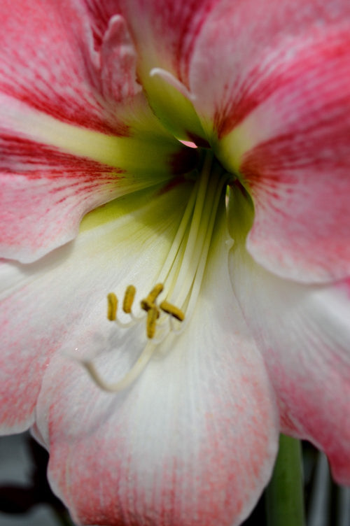 Acheter Bulbes d'Amaryllis 'Apple Blossom' France