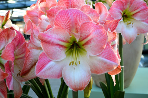 Amaryllis 'Apple Blossom' : vente Amaryllis