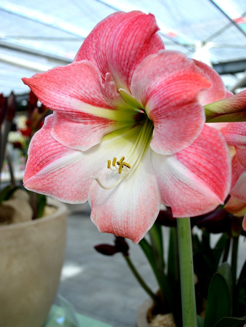 Apple Blossom' est un Hippeastrum à grandes fleurs blanches et rose nacré