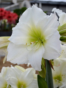 Amaryllis Christmas Gift