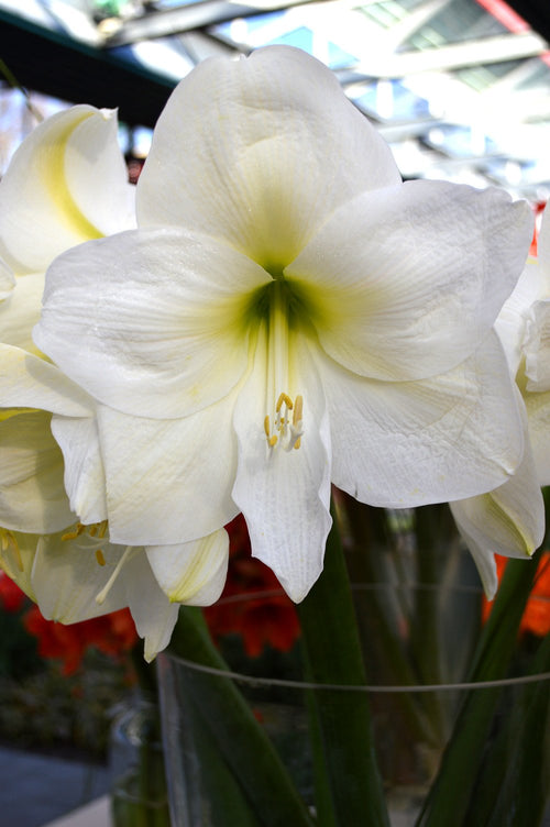 Buy Amaryllis Christmas Gift
