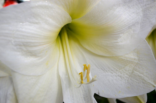 Buy Amaryllis Bulbs Christmas Gift