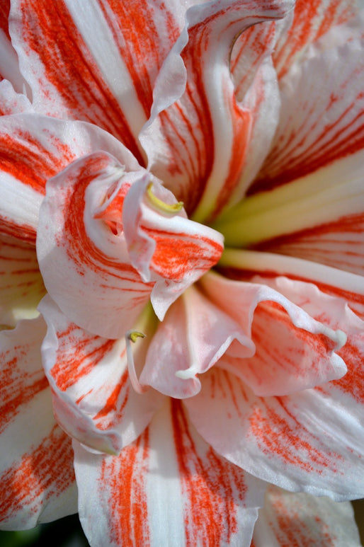 Double Amaryllis Dancing Queen Bulbes