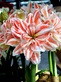 Amaryllis Double Dancing Queen