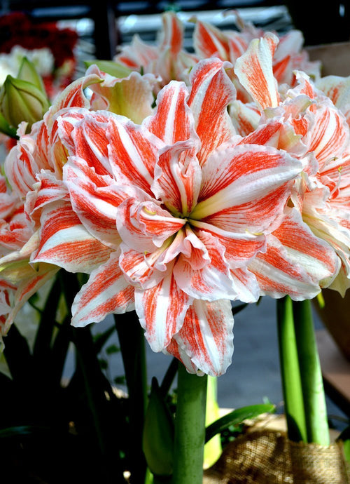 Double Amaryllis Dancing Queen