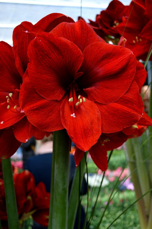 amaryllis rouge foncé