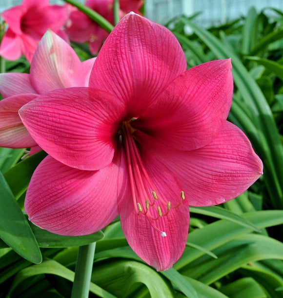 Bulbes d'amaryllis Lagoon