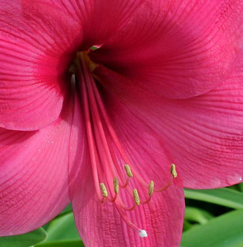 Acheter Bulbes d'Amaryllis Lagoon