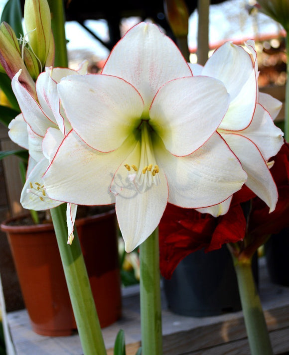 Amaryllis Picotee - Bulbes à fleurs d'amaryllis de Hollande